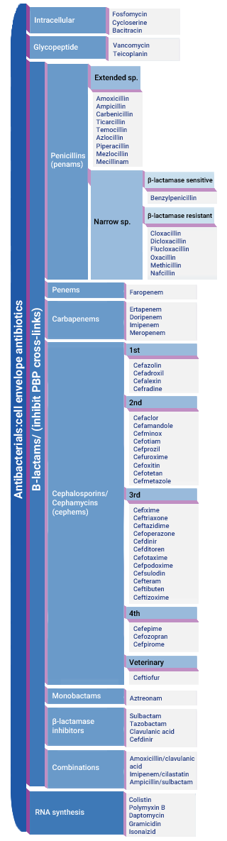 Cell wall synthesis